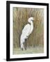 White Egret II-Tim OToole-Framed Art Print