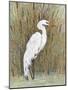 White Egret II-Tim OToole-Mounted Art Print