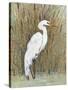 White Egret II-Tim OToole-Stretched Canvas