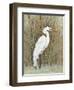 White Egret II-Tim OToole-Framed Art Print