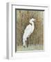 White Egret II-Tim OToole-Framed Art Print