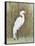 White Egret II-Tim OToole-Framed Stretched Canvas