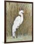 White Egret II-Tim OToole-Framed Art Print