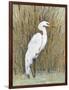 White Egret II-Tim OToole-Framed Art Print