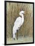 White Egret II-Tim OToole-Framed Art Print