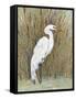 White Egret II-Tim OToole-Framed Stretched Canvas