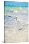 White Egret - In the Style of Oil Painting-Philippe Hugonnard-Stretched Canvas