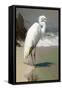 White Egret on the beach-Vivienne Dupont-Framed Stretched Canvas