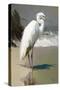 White Egret on the beach-Vivienne Dupont-Stretched Canvas