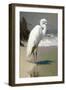 White Egret on the beach-Vivienne Dupont-Framed Art Print