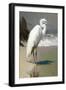 White Egret on the beach-Vivienne Dupont-Framed Art Print