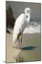 White Egret on the beach-Vivienne Dupont-Mounted Art Print