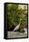 White Egret Tropical Bird, Bavaro, Higuey, Punta Cana, Dominican Republic-Lisa S^ Engelbrecht-Framed Stretched Canvas