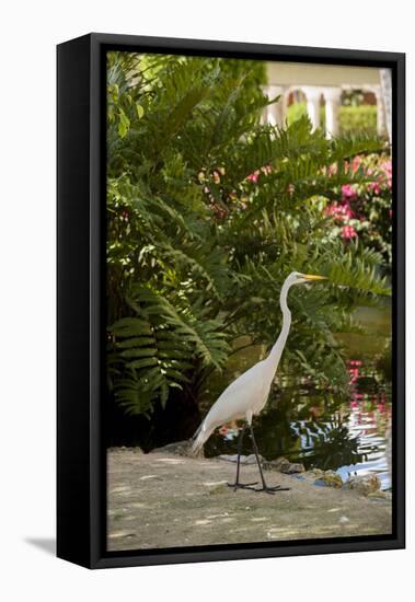 White Egret Tropical Bird, Bavaro, Higuey, Punta Cana, Dominican Republic-Lisa S^ Engelbrecht-Framed Stretched Canvas