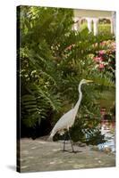 White Egret Tropical Bird, Bavaro, Higuey, Punta Cana, Dominican Republic-Lisa S^ Engelbrecht-Stretched Canvas