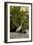 White Egret Tropical Bird, Bavaro, Higuey, Punta Cana, Dominican Republic-Lisa S^ Engelbrecht-Framed Photographic Print