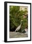 White Egret Tropical Bird, Bavaro, Higuey, Punta Cana, Dominican Republic-Lisa S^ Engelbrecht-Framed Photographic Print