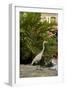 White Egret Tropical Bird, Bavaro, Higuey, Punta Cana, Dominican Republic-Lisa S^ Engelbrecht-Framed Photographic Print