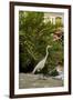 White Egret Tropical Bird, Bavaro, Higuey, Punta Cana, Dominican Republic-Lisa S^ Engelbrecht-Framed Photographic Print