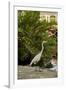 White Egret Tropical Bird, Bavaro, Higuey, Punta Cana, Dominican Republic-Lisa S^ Engelbrecht-Framed Photographic Print