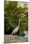 White Egret Tropical Bird, Bavaro, Higuey, Punta Cana, Dominican Republic-Lisa S^ Engelbrecht-Mounted Photographic Print