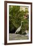 White Egret Tropical Bird, Bavaro, Higuey, Punta Cana, Dominican Republic-Lisa S^ Engelbrecht-Framed Photographic Print