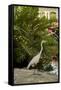 White Egret Tropical Bird, Bavaro, Higuey, Punta Cana, Dominican Republic-Lisa S^ Engelbrecht-Framed Stretched Canvas