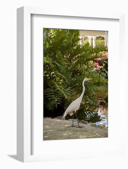 White Egret Tropical Bird, Bavaro, Higuey, Punta Cana, Dominican Republic-Lisa S^ Engelbrecht-Framed Photographic Print