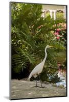 White Egret Tropical Bird, Bavaro, Higuey, Punta Cana, Dominican Republic-Lisa S^ Engelbrecht-Mounted Photographic Print