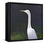 White Egret-Lincoln Seligman-Framed Stretched Canvas