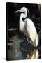 White Egret-Vivienne Dupont-Stretched Canvas