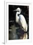 White Egret-Vivienne Dupont-Framed Art Print