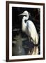 White Egret-Vivienne Dupont-Framed Art Print