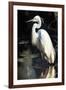 White Egret-Vivienne Dupont-Framed Art Print