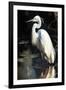 White Egret-Vivienne Dupont-Framed Art Print