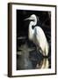 White Egret-Vivienne Dupont-Framed Art Print