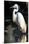 White Egret-Vivienne Dupont-Mounted Art Print
