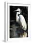 White Egret-Vivienne Dupont-Framed Art Print