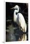 White Egret-Vivienne Dupont-Framed Art Print