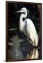 White Egret-Vivienne Dupont-Framed Art Print