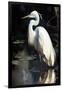 White Egret-Vivienne Dupont-Framed Art Print