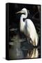 White Egret-Vivienne Dupont-Framed Stretched Canvas