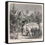 White Elephant Siam-null-Framed Stretched Canvas