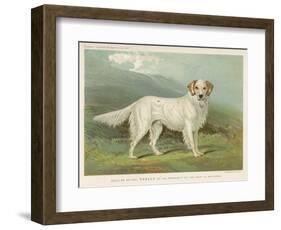 White English Setter-null-Framed Photographic Print