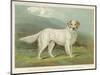 White English Setter-null-Mounted Photographic Print