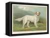 White English Setter-null-Framed Stretched Canvas