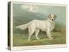 White English Setter-null-Stretched Canvas