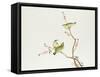 White-Eye Bird, Ch'ien-lung Period-null-Framed Stretched Canvas