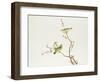 White-Eye Bird, Ch'ien-lung Period-null-Framed Giclee Print