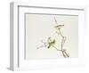 White-Eye Bird, Ch'ien-lung Period-null-Framed Giclee Print